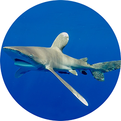 Oceanic Whitetip Shark Tagging